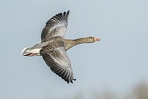 Greylag Goose (Anser anser) flying, Baden-Wurttemberg, Germany