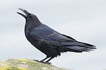 Common Raven (Corvus corax) calling, Finnmark, Norway