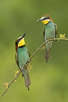 European Bee-eater (Merops apiaster) pair, Saxony-Anhalt, Germany