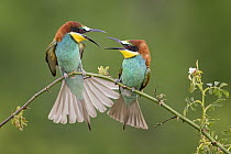European Bee-eater (Merops apiaster) pair squabbling, Saxony-Anhalt, Germany