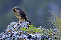 Peregrine Falcon (Falco peregrinus) juvenile cleaning feet, Andalusia, Spain