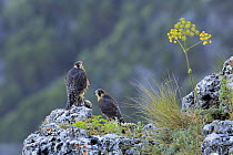 Peregrine Falcon (Falco peregrinus) juveniles, Andalusia, Spain