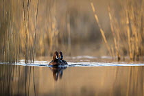 Ferruginous Duck (Aythya nyroca) pair on pond, Krk, Croatia