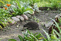 Brown-breasted Hedgehog (Erinaceus europaeus) in backyard, Brandenburg, Germany