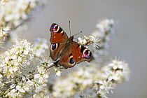 Peacock Butterfly (Inachis io), Baden-Wurttemberg, Germany