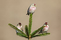 Hoary Redpoll (Carduelis hornemanni) trio, Netherlands