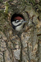 Great Spotted Woodpecker (Dendrocopos major) chick in nest cavity, North Rhine-Westphalia, Germany