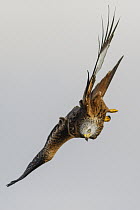 Red Kite (Milvus milvus) flying, Castile-Leon, Spain