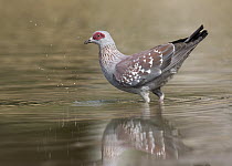 Speckled Pigeon (Columba guinea) at waterhole, Gambia
