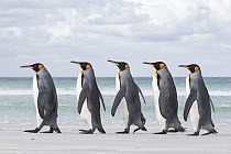 King Penguin (Aptenodytes patagonicus) group on beach, Volunteer Point, Falkland Islands
