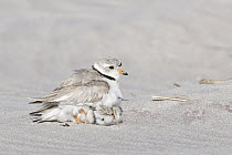 Piping Plover (Charadrius melodus) parent sheltering chicks, Massachusetts