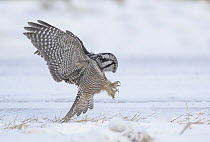 Northern Hawk Owl (Surnia ulula) hunting, Minnesota