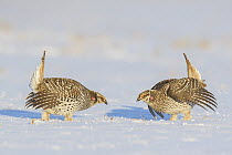 Sharp-tailed Grouse (Tympanuchus phasianellus) males displaying at lek in snow, Minnesota