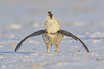 Sharp-tailed Grouse (Tympanuchus phasianellus) male displaying at lek in snow, Minnesota