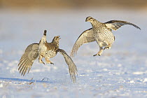 Sharp-tailed Grouse (Tympanuchus phasianellus) males fighting at lek in snow, Minnesota