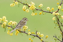 Clay-colored Sparrow (Spizella pallida), Texas