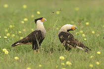 Northern Caracara (Caracara cheriway) pair courting, Texas