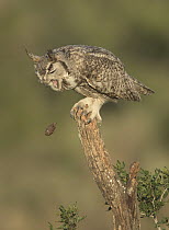 Great Horned Owl (Bubo virginianus) regurgitating pellet, Texas