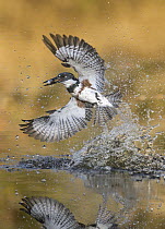 Belted Kingfisher (Megaceryle alcyon) female fishing, Texas