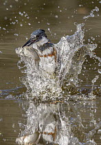 Belted Kingfisher (Megaceryle alcyon) female fishing, Texas