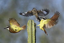 Great Kiskadee (Pitangus sulphuratus) pair and Northern Mockingbird (Mimus polyglottos) fighting, Texas