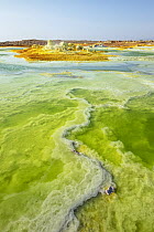 Bacteria in sulphur springs, Danakil Depression, Ethiopia
