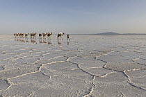 Dromedary (Camelus dromedarius) caravan transporting salt across salt flat, Lake Asale, Danakil Depression, Ethiopia