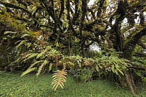 Ferns on branch, Harenna Forest, Bale Mountains National Park, Ethiopia
