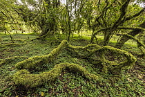 Moss covered trees, Harenna Forest, Bale Mountains National Park, Ethiopia