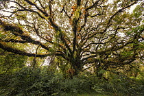 Tree with epiphytes, Harenna Forest, Bale Mountains National Park, Ethiopia