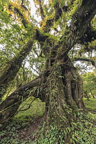 Tree with epiphytes, Harenna Forest, Bale Mountains National Park, Ethiopia