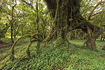 Moss covering aerial roots of tree, Harenna Forest, Bale Mountains National Park, Ethiopia