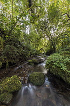 Stream in Harenna Forest, Bale Mountains National Park, Ethiopia