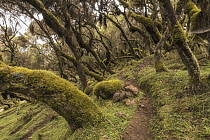 Heath (Erica sp) trees and path, Harenna Forest, Bale Mountains National Park, Ethiopia