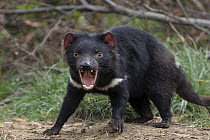 Tasmanian Devil (Sarcophilus harrisii) in defensive posture, Trowunna Wildlife Sanctuary, Tasmania, Australia