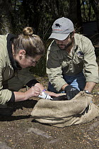 Tasmanian Devil (Sarcophilus harrisii) conservationist, Wade Anthony, and researcher marking devil with bleach for identification before they are returned to the wild, Devils at Cradle, Cradle Mountai...