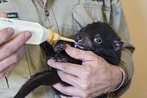 Tasmanian Devil (Sarcophilus harrisii) conservationist, Wade Anthony, bottle-feeding four-month old baby devil, Devils at Cradle, Cradle Mountain-Lake Saint Clair National Park, Tasmania, Australia