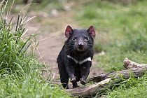Tasmanian Devil (Sarcophilus harrisii), Bonorong Wildlife Sanctuary, Tasmania, Australia