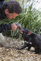 Tasmanian Devil (Sarcophilus harrisii) conservationist, Greg Irons, feeding orphaned devil, Bonorong Wildlife Sanctuary, Tasmania, Australia