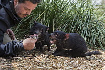 Tasmanian Devil (Sarcophilus harrisii) conservationist, Greg Irons, feeding orphaned devils, Bonorong Wildlife Sanctuary, Tasmania, Australia