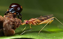 Dung Beetle (Scarabaeidae) and Stilt-legged Fly (Micropezidae) feeding on dung, Palmari Reserve, Brazil