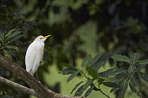 Great Egret (Ardea alba), Taironaka Lodge, Colombia