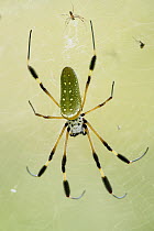Banana Spider (Nephila clavipes) male and much larger female, Taironaka Lodge, Colombia