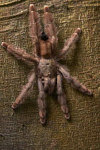Panama Blond Tarantula (Psalmopoeus pulcher), Taironaka Lodge, Colombia
