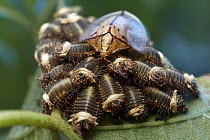Tortoise Beetle (Acromis sparsa) mother guarding larvae, Taironaka Lodge, Colombia