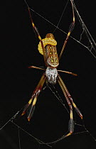 Banana Spider (Nephila clavipes) juvenile with parasitic larva, Taironaka Lodge, Colombia