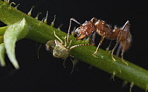 Ponerine Ant (Ectatomma sp) gathering honeydew from treehopper, Taironaka Lodge, Colombia