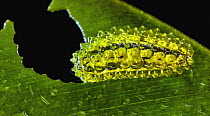 Broad-headed Bug (Alydidae) larva, Taironaka Lodge, Colombia