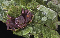 Crab Spider (Epicadus sp) female, Sani Lodge, Ecuador