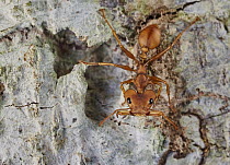Large-headed Ant (Daceton armigerum), Sani Lodge, Ecuador